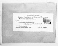 Rhytisma acerinum image